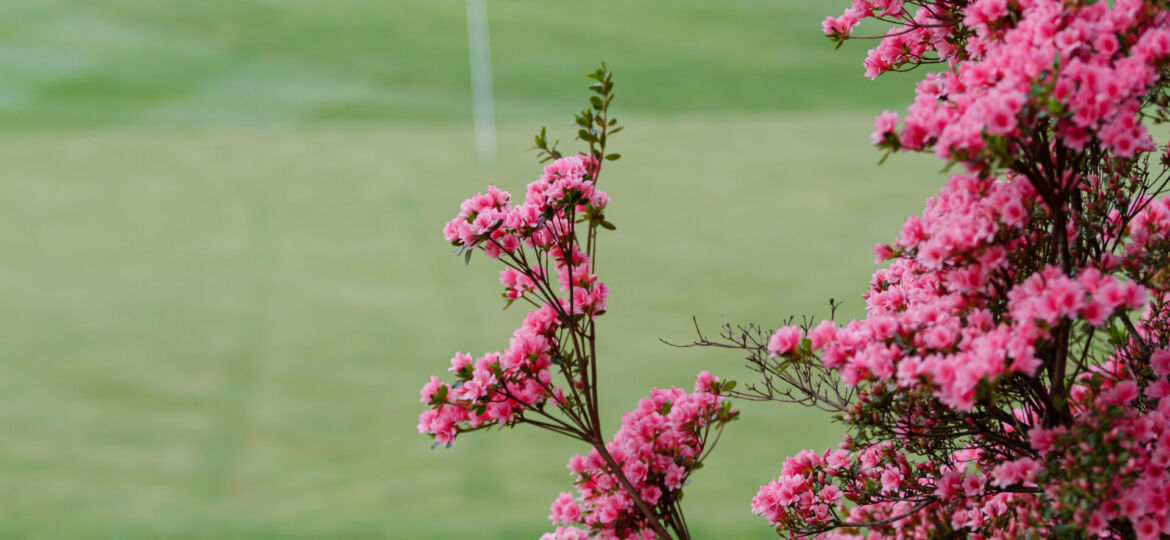 Pink flowers overlooking a golf course